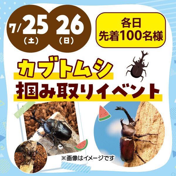 ★カブトムシ掴み取りイベント★