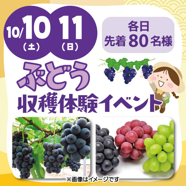 ★ぶどう収穫体験★
